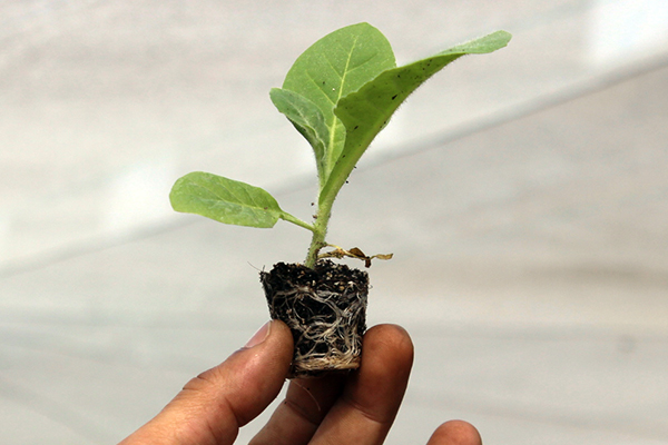 Tobacco Seedling